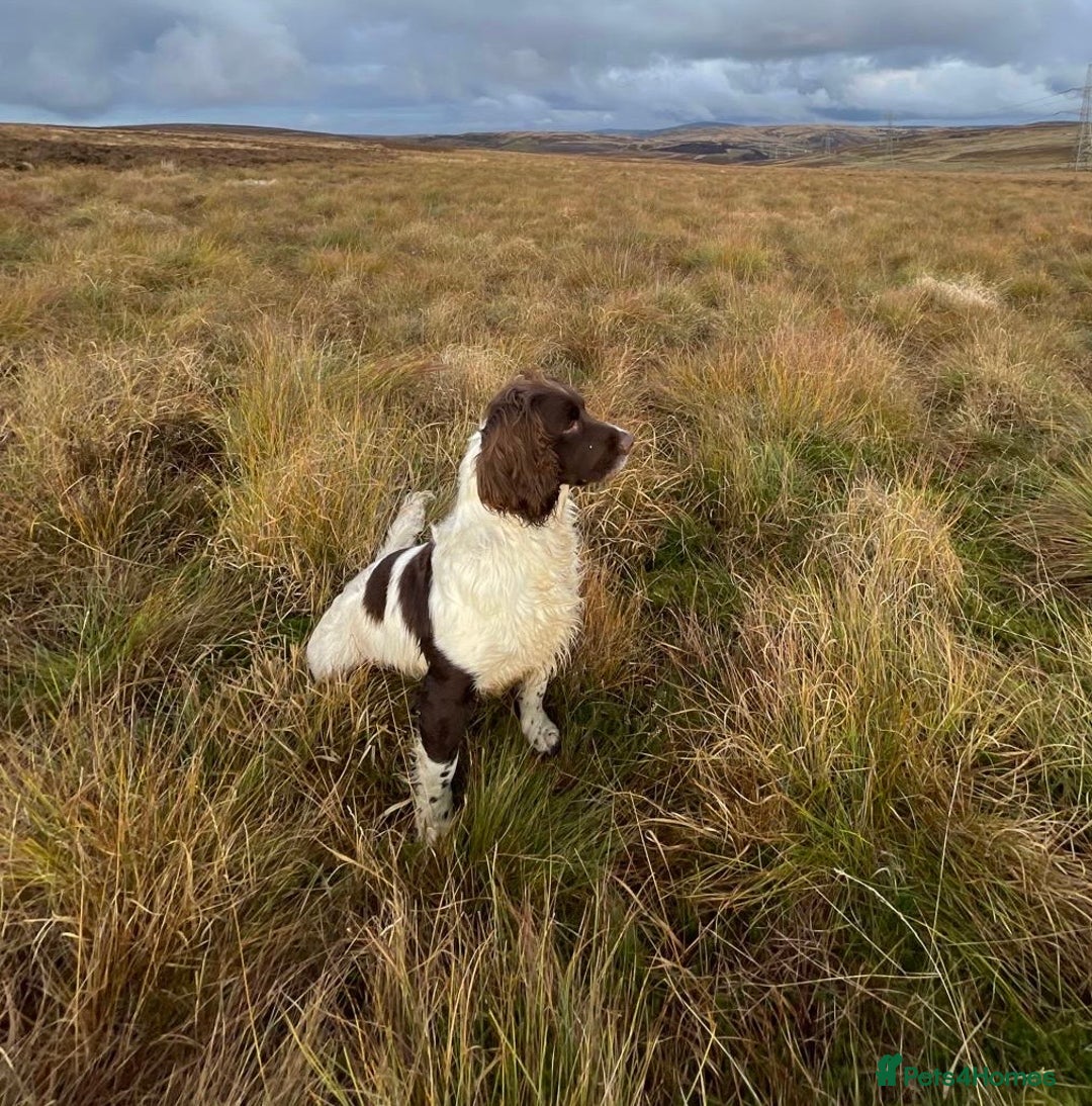 English Springer Spaniel dogs for stud: English Springer Spaniel for Stud  in Tranent - Advert 1
