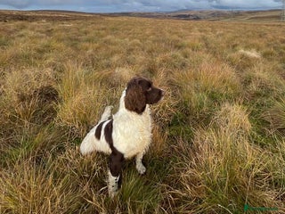 English Springer Spaniel dogs in Tranent - Advert 1