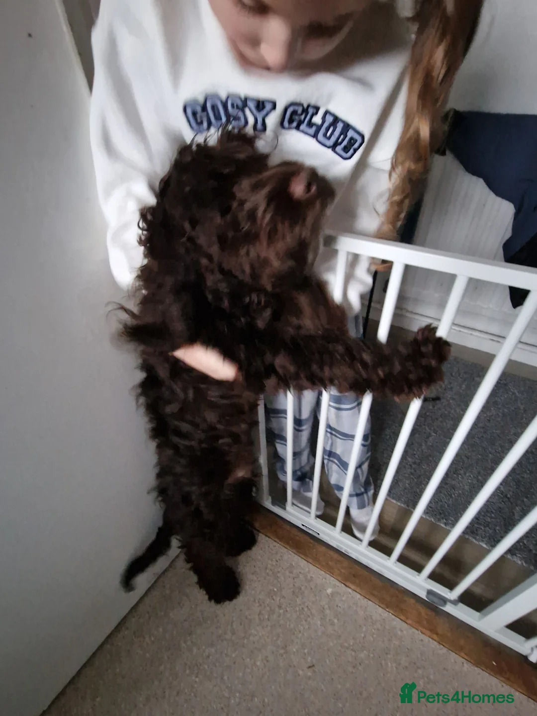 Cockapoo dogs for sale: Cockapoo boy - Advert 4