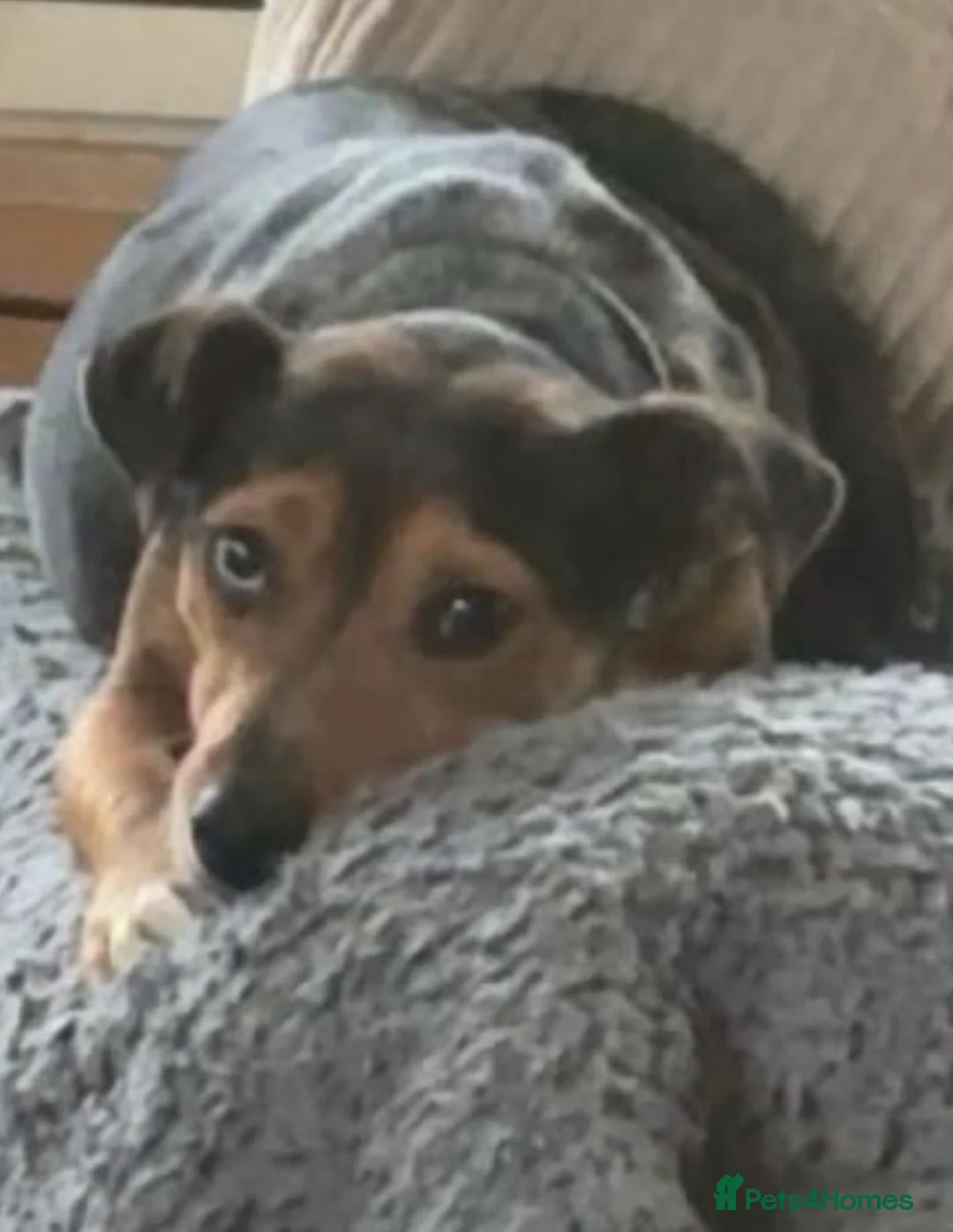 Jack Russell dogs for sale: 2 Blue Mearl bitches for sale - Advert 2