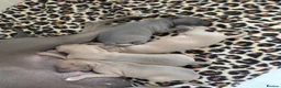 Italian Greyhound dogs for sale: KC Registered Italian Greyhound Puppies  in Carlisle - Advert 17