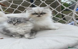 Mixed Breed cats for sale: Mixed persian - Image 4