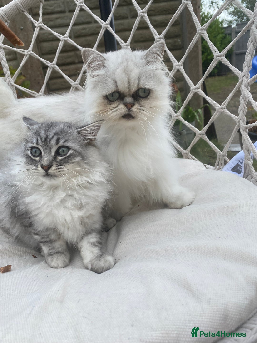 Mixed Breed cats for sale: Mixed persian - Image 4