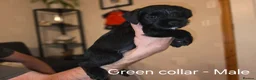 Mixed Breed dogs for sale: Miniature Schnauzer x Border Terrier puppies - Advert 11