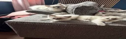 Ragdoll cats for sale: Beautiful pure bred ragdolls  - Advert 4