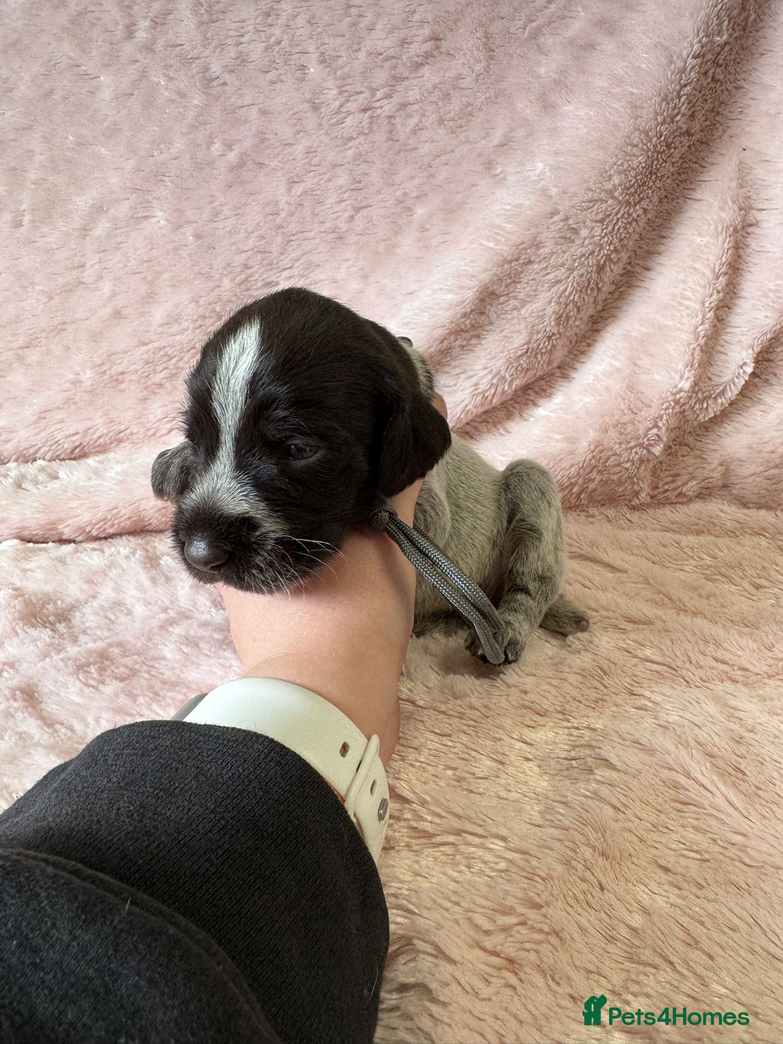 German Wirehaired Pointer dogs Gorgeous German Wire Haired Pointer Pups - Advert 1