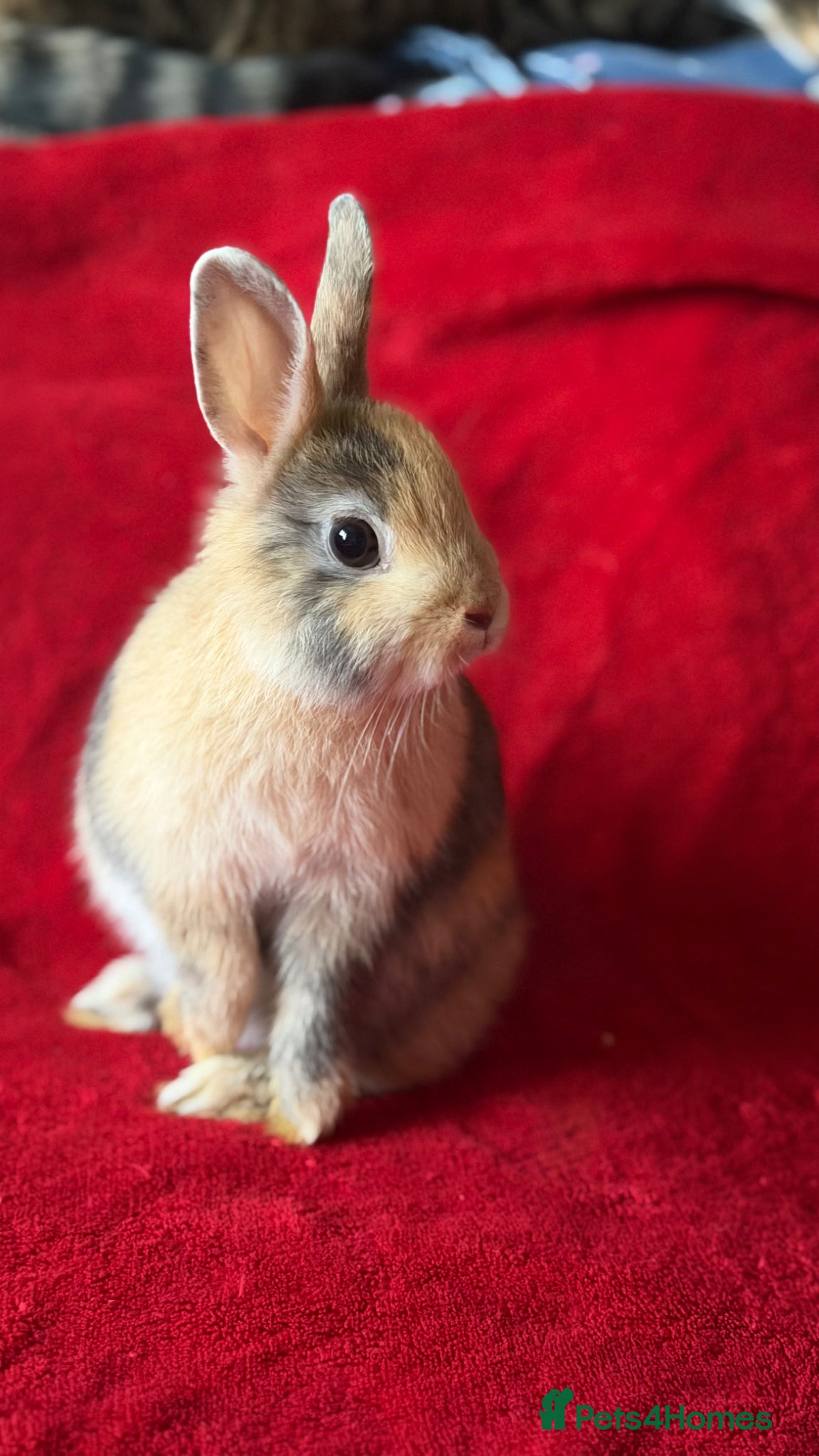 Netherland Dwarf rabbits The Netherland Dwarf Rabbits 🐰  - Advert 2