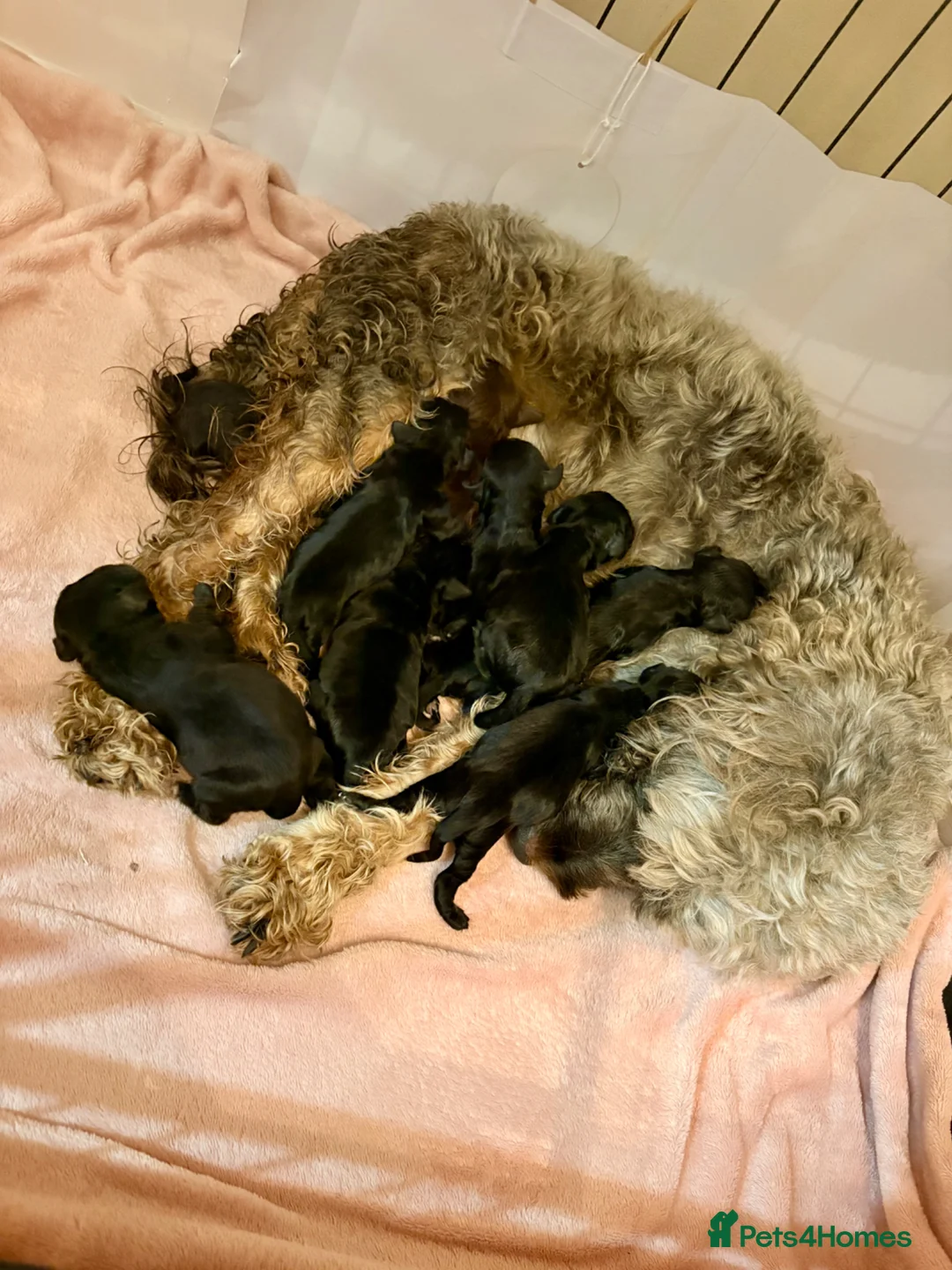 Cockapoo dogs for sale: F1B READY TO LEAVE NOW! - Advert 8