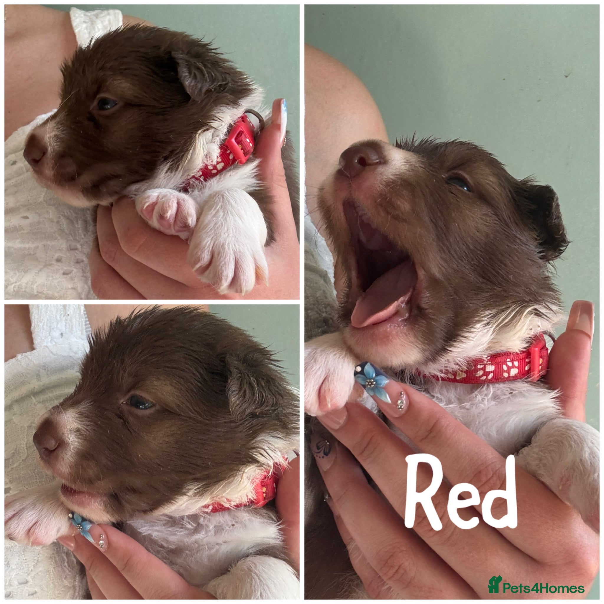 Border Collie dogs KC Registered 7 Red & White Border Collie Pups  - Advert 1