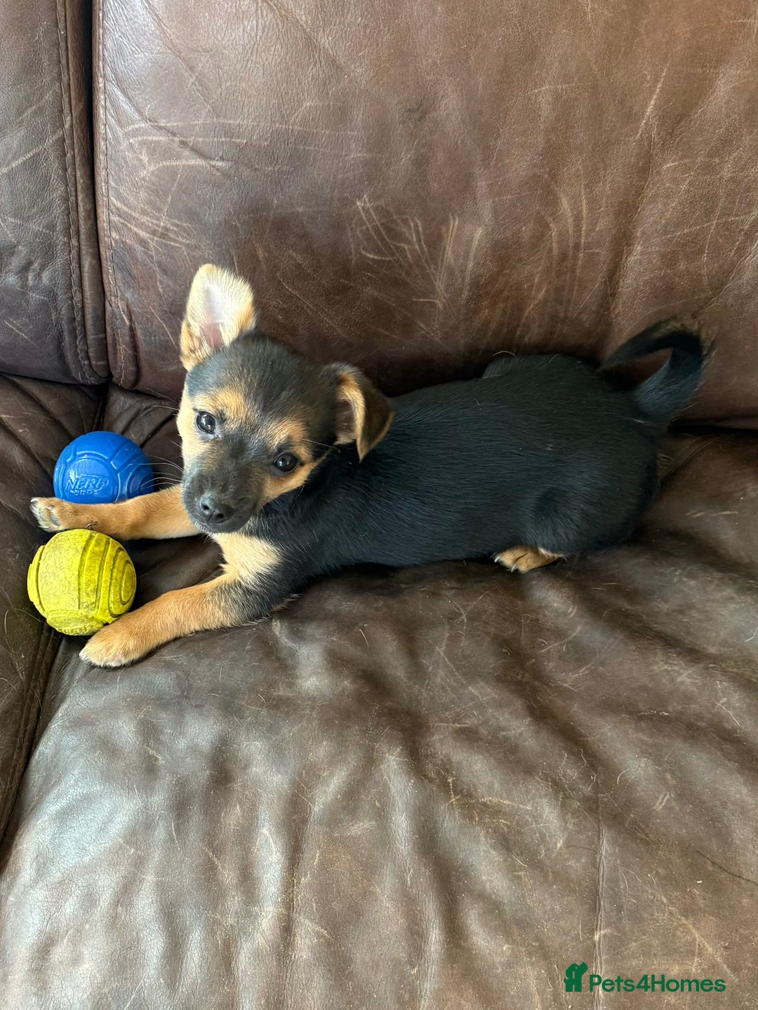 Mixed Breed dogs for sale: Tiny and beautiful  - Advert 17