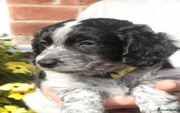 Mixed Breed dogs for sale: Merle Sprollies/Cotralian - Image 5