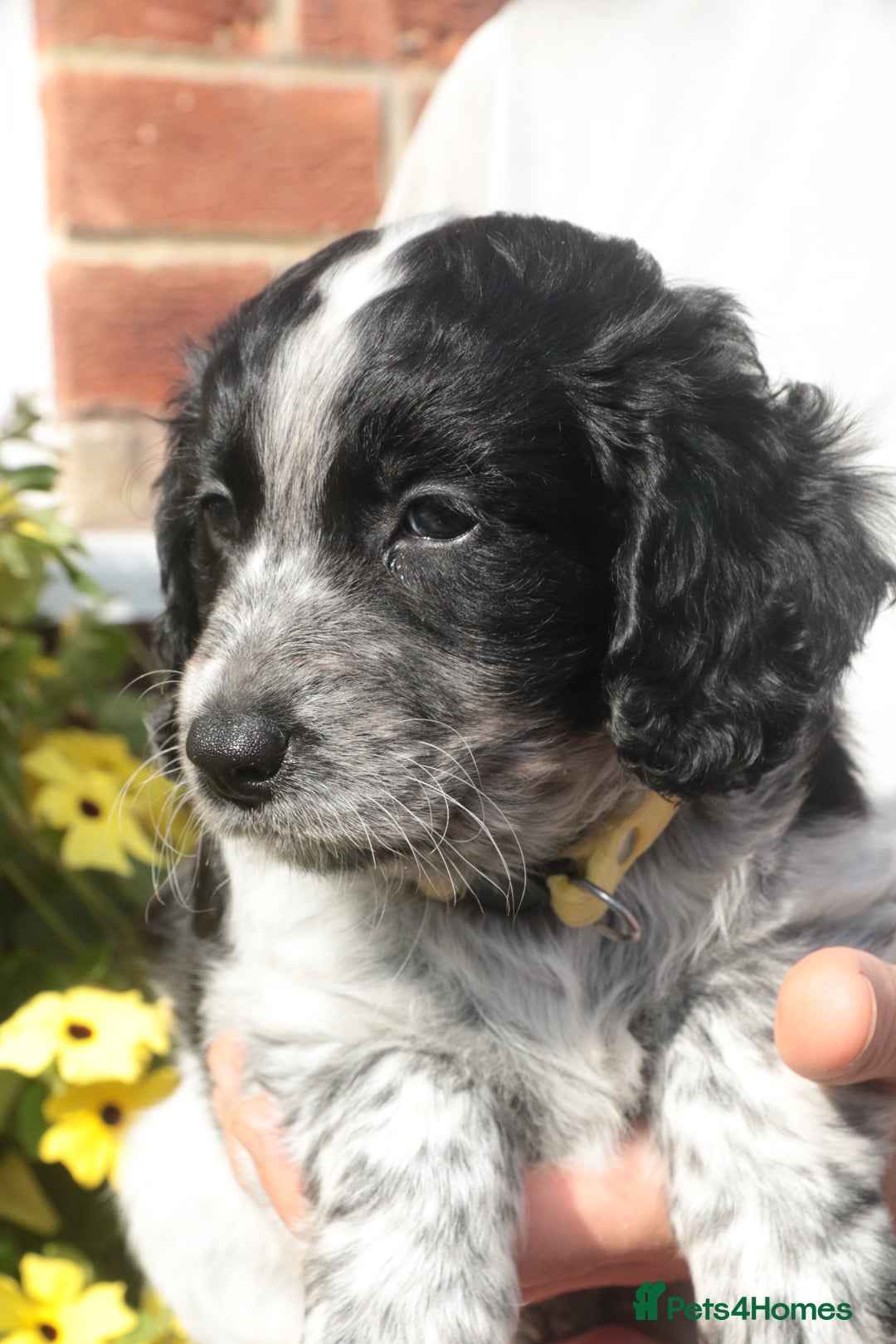 Mixed Breed dogs for sale: Merle Sprollies/Cotralian - Image 5