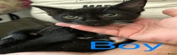 Siamese cats for sale: Siamese kittens - Advert 6