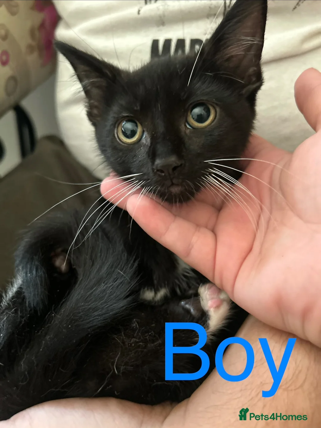 Siamese cats for sale: Siamese kittens - Advert 6