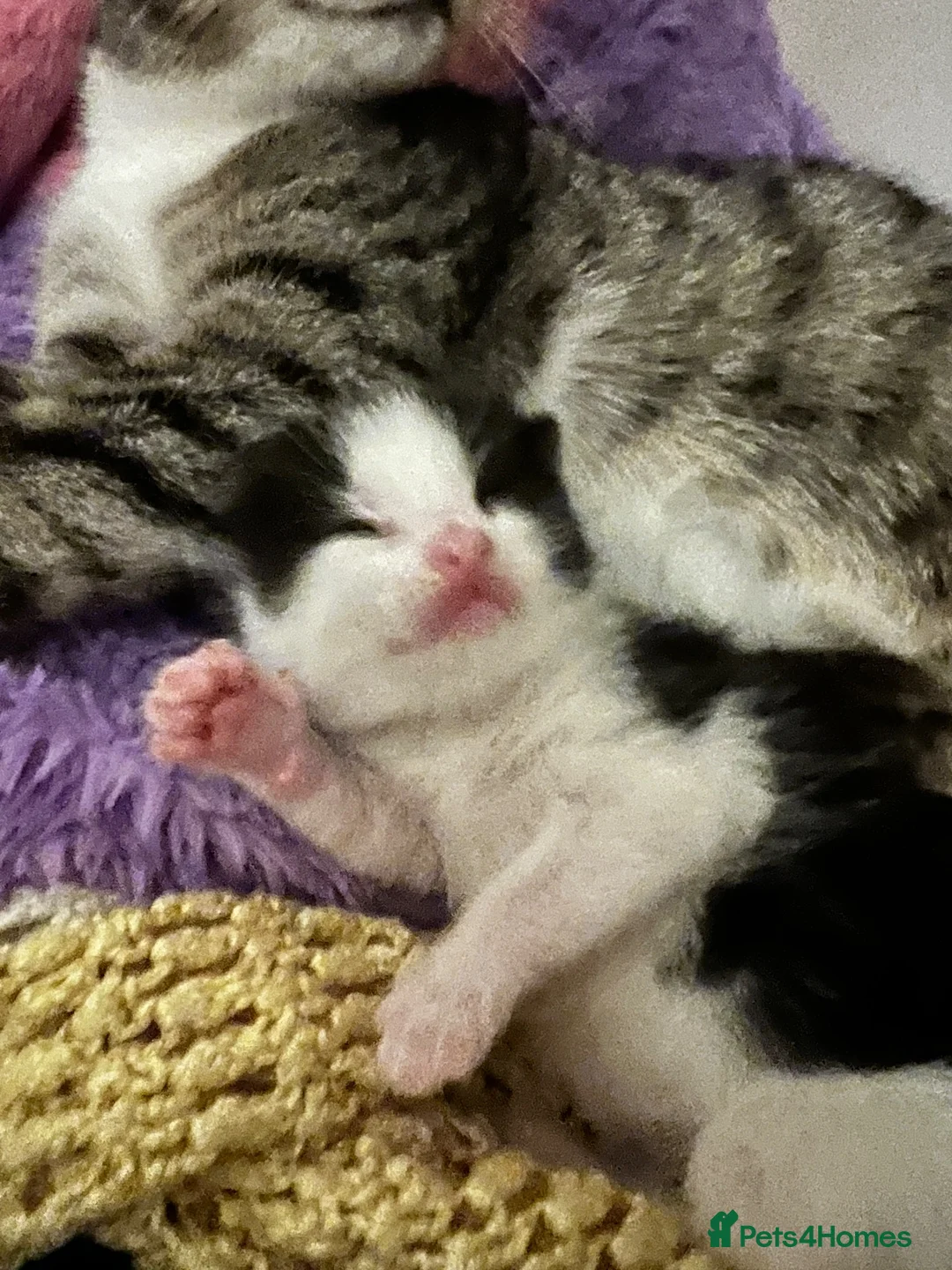 Mixed Breed cats for sale: 🐾 FLUFFY KITTENS ( ready to leave 8th Dec )  - Advert 2