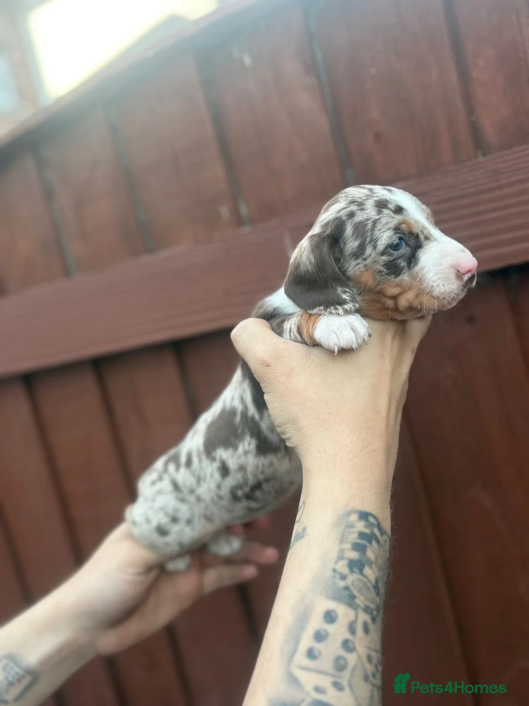 Dachshund dogs for sale: BEAUTIFUL DACHSHUND PUPS READY TO LEAVE🐶 in Salford - Advert 8