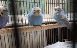 Budgerigars birds for sale: Japanese crested Hagoromos for sale - Image 4
