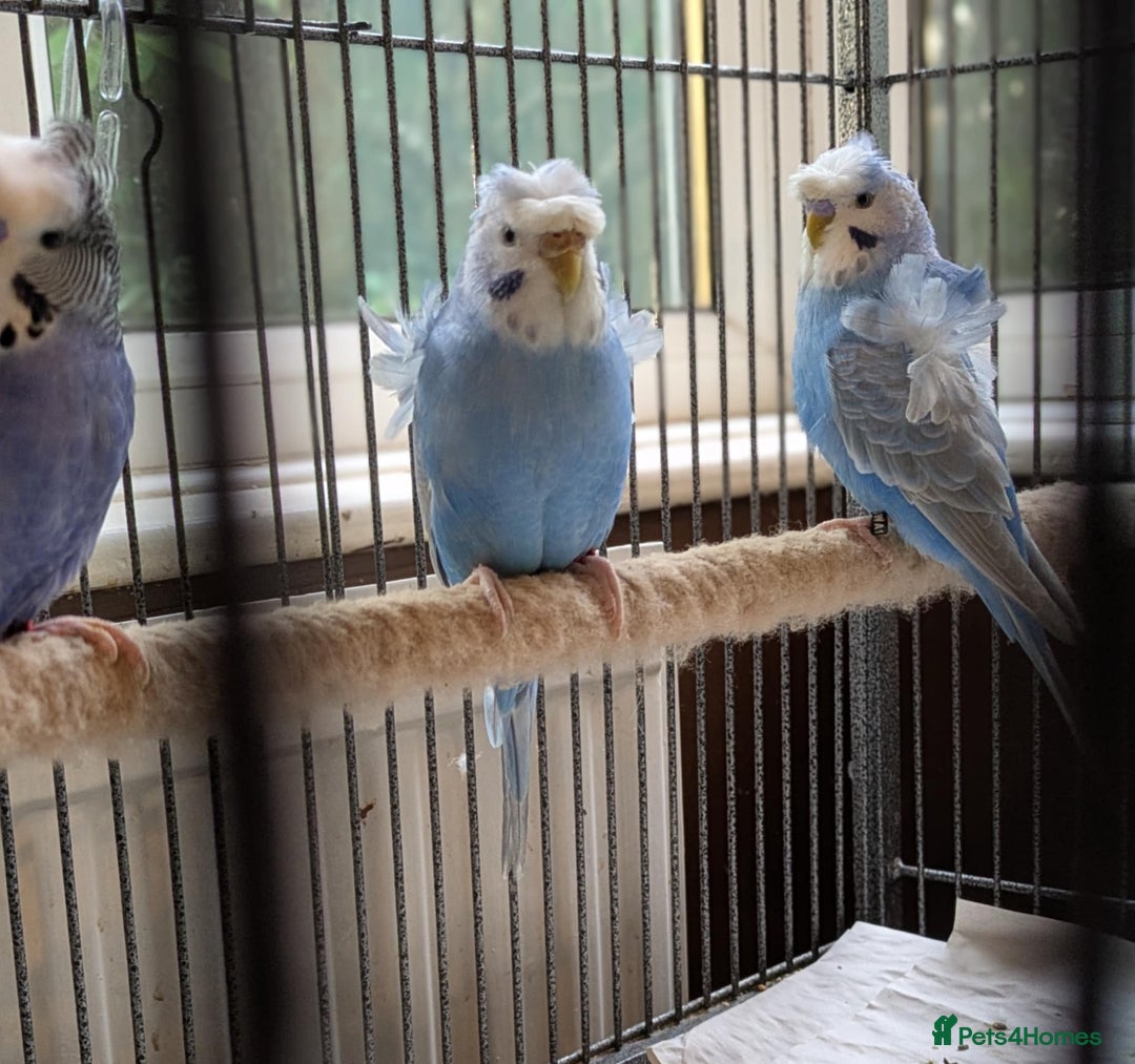 Budgerigars birds for sale: Japanese crested Hagoromos for sale - Image 4