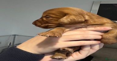 Cocker Spaniel dogs - Advert 10