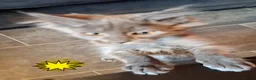 Maine Coon cats for sale: Pets or Breeding Maine Coon kittens in Manchester - Advert 11