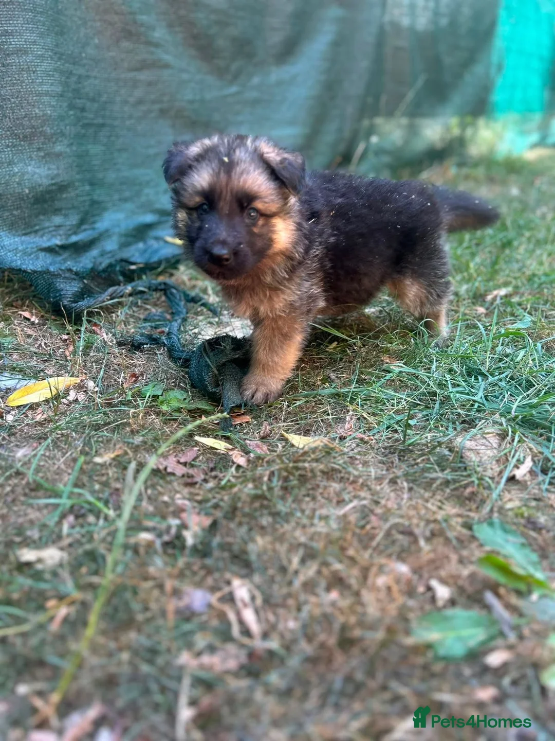 German Shepherd dogs for sale: German Sheppard Puppies in Pulborough - Advert 9