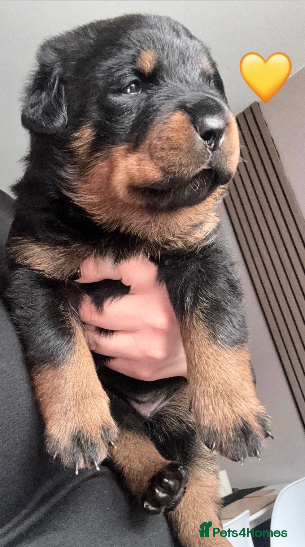 Rottweiler dogs Pure Rottweiler for Sale  - Advert 1