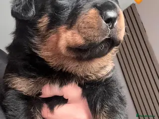 Rottweiler dogs Pure Rottweiler for Sale - Advert 1