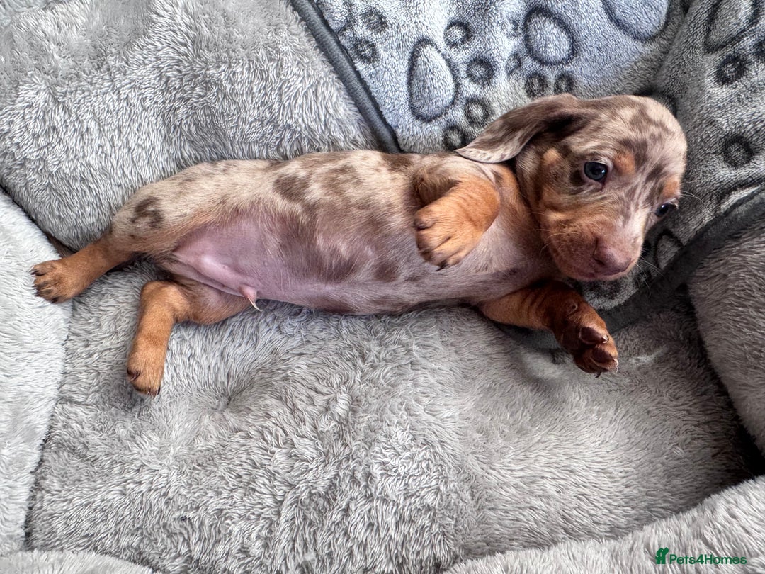 Dachshund dogs for sale: Dachshund Miniature  - Image 26