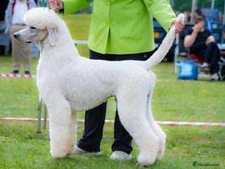 Standard Poodle dogs White Standard boy at limited stud - Advert 11