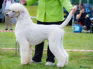 Standard Poodle dogs White Standard boy at limited stud - Advert 6