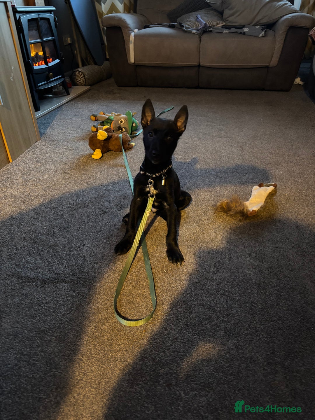 Mixed Breed dogs for sale: Belgian shepherd  - Advert 1