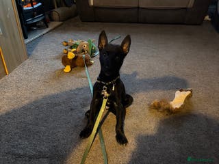 Mixed Breed dogs Belgian shepherd - Advert 10