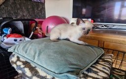 Siamese cats for sale: Siamese kittens  - Image 10