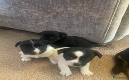 Jack Russell dogs for sale: Beautiful jack Russell terrier puppies  - Image 11