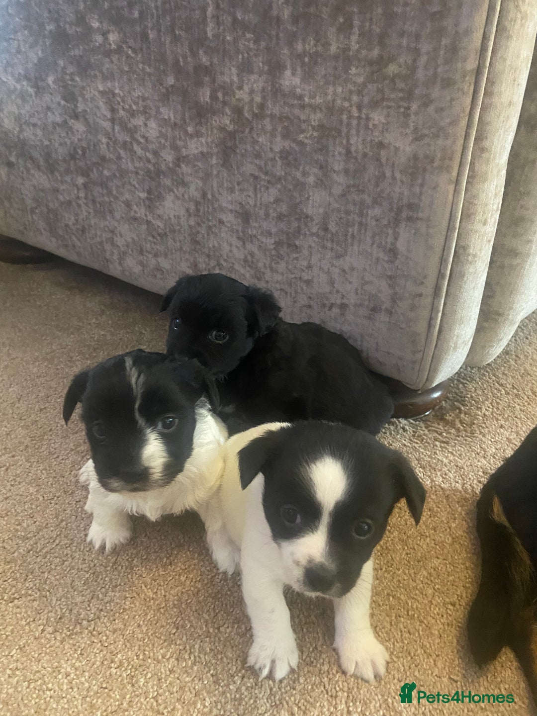 Jack Russell dogs for sale: Beautiful jack Russell terrier puppies  - Image 11
