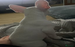 French Bulldog dogs for sale: French bulldog  - Image 1