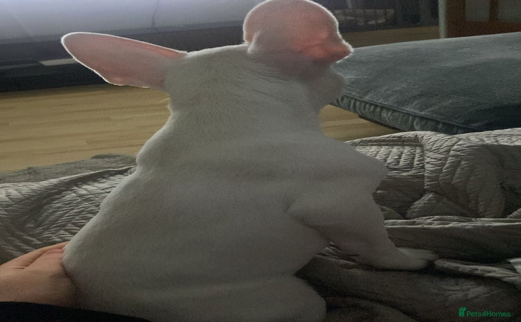 French Bulldog dogs - Advert 1