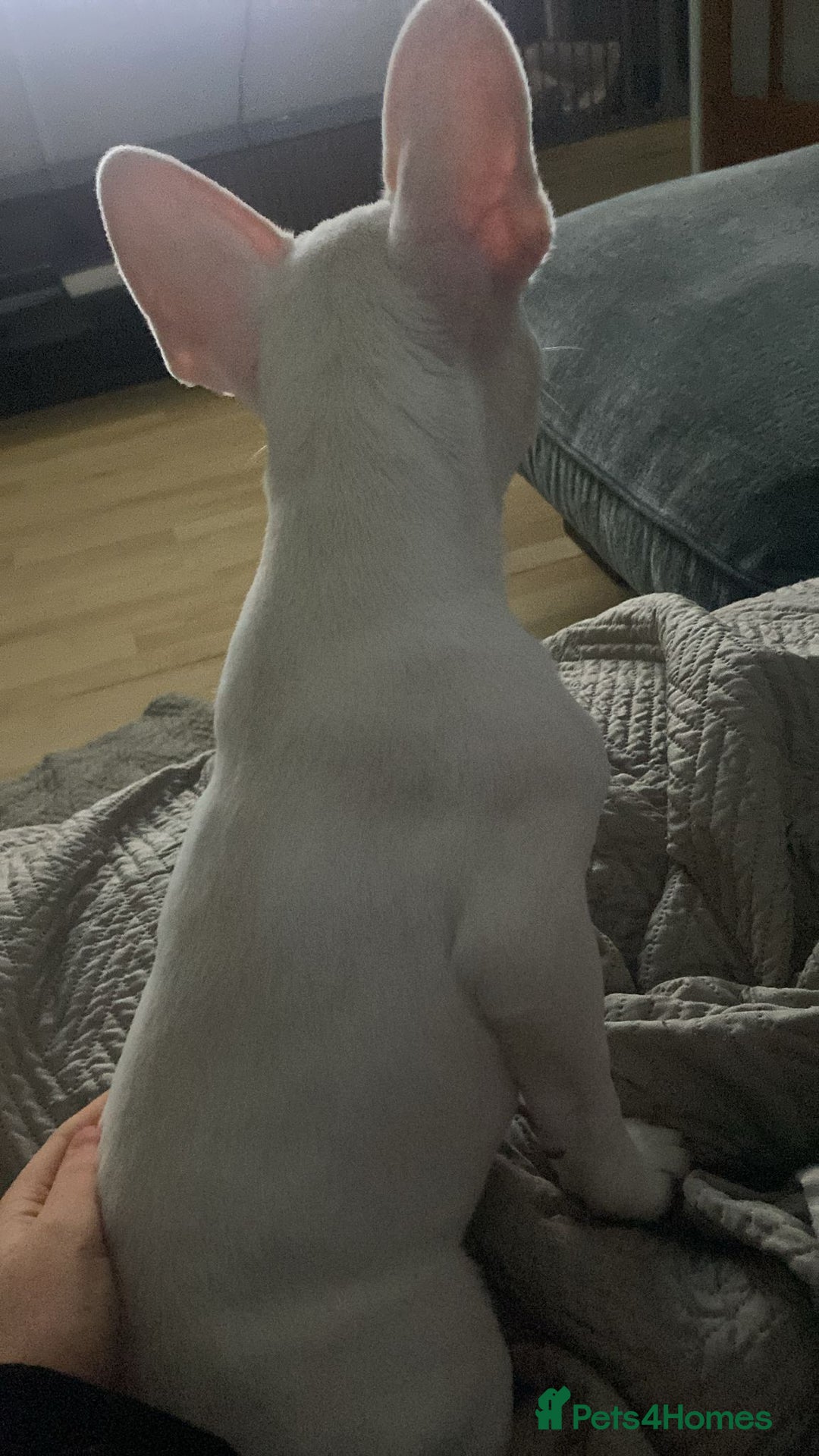French Bulldog dogs for sale: French bulldog  - Image 1