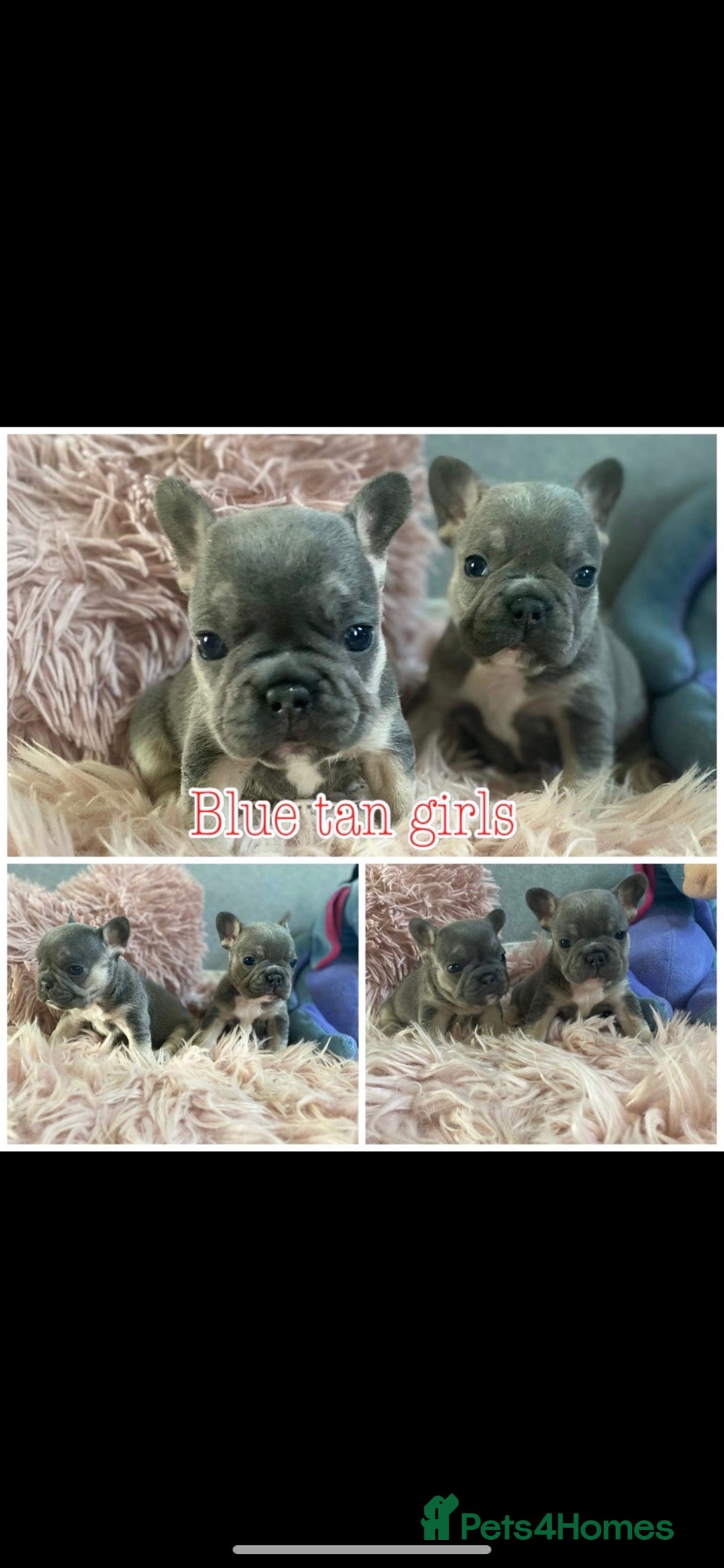 French Bulldog dogs for stud: Kc reg rare markings in Peterborough - Advert 20