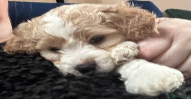 Cavapoochon dogs 1 Cavapoochon left! Our December Reindeer Litter!  - Advert 8