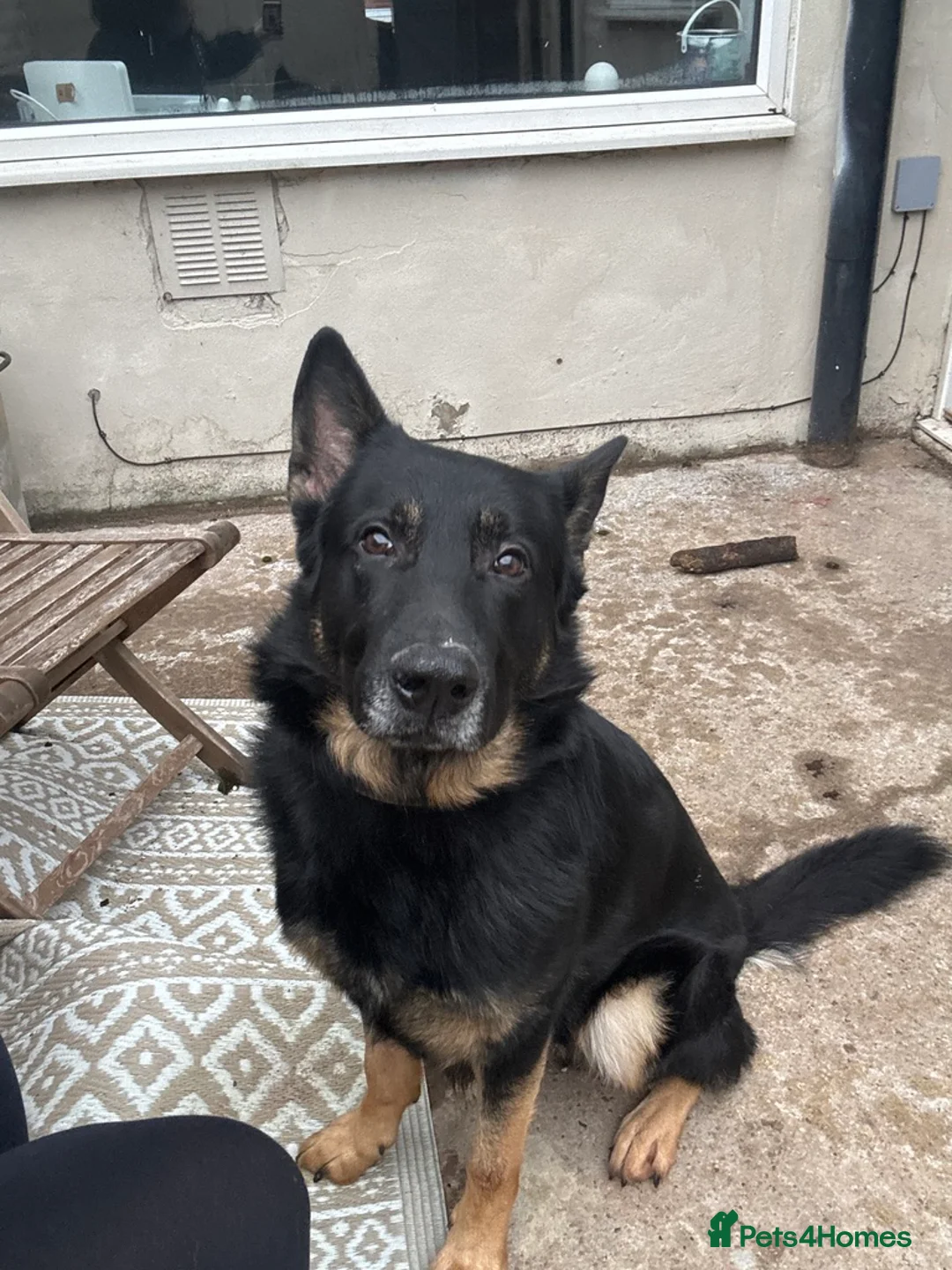 German Shepherd dogs for sale: German shepherd  - Advert 3