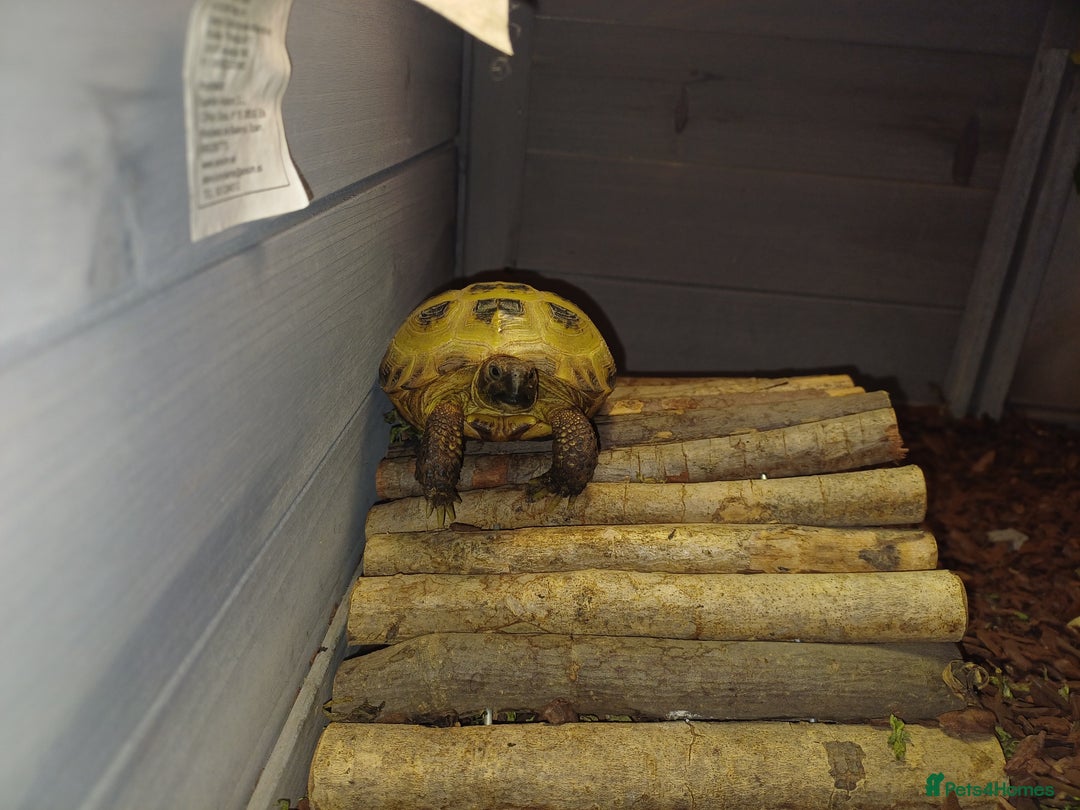 Tortoise reptiles for sale: Russian tortoise x2 and enclosure  - Image 5