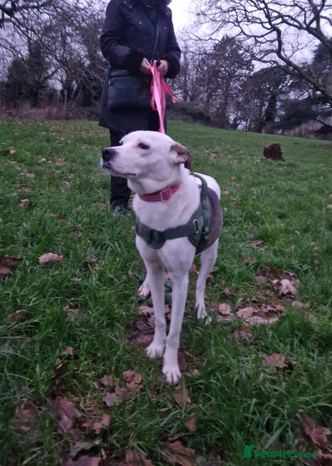 Mixed Breed dogs for adoption: Hannah, 2-3 yrs old. Available for adoption. - Advert 12