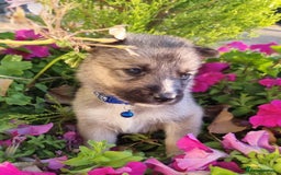 Shepsky dogs for sale: Shepsky puppies (blue + bi eyed) - Image 3
