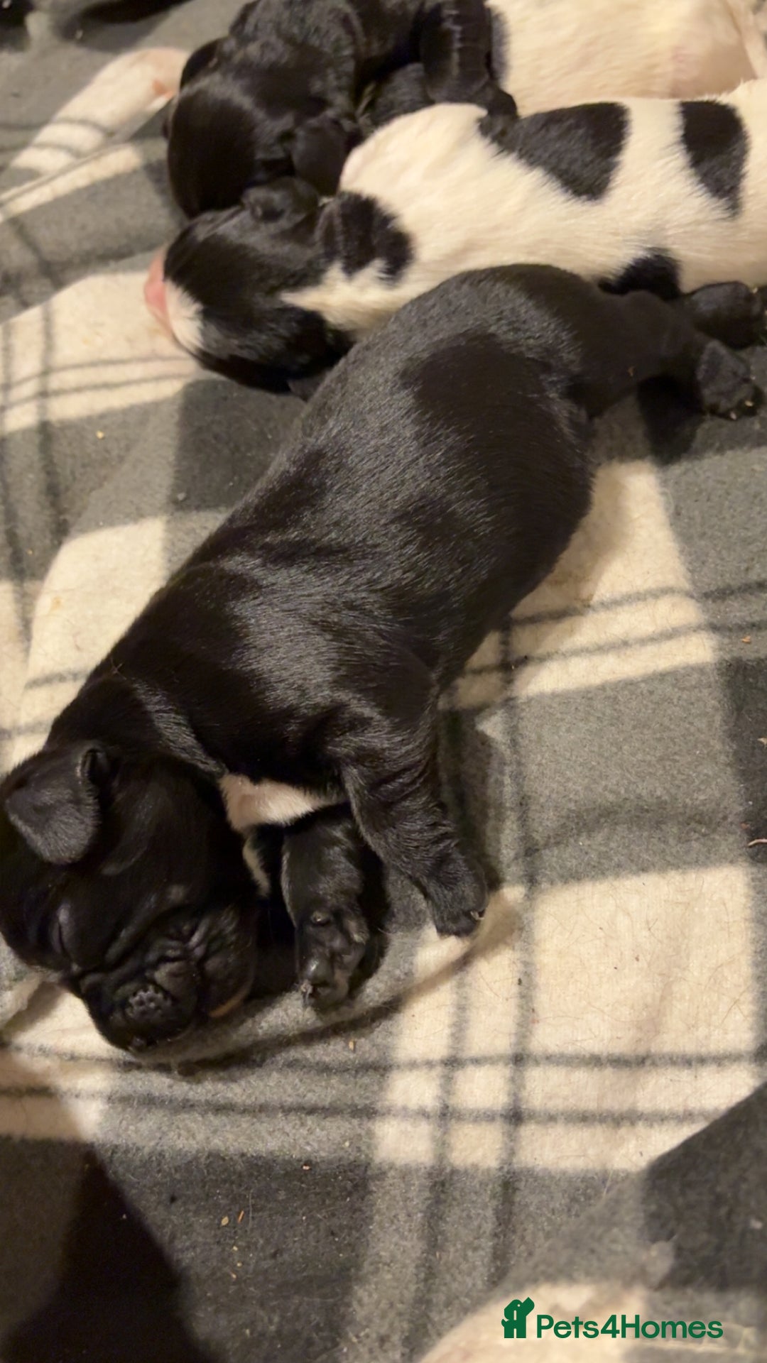 Mixed Breed dogs for sale: 5 BEAUTIFUL SPRINGER/SPROCKER PUPPIES FO SALE  - Advert 22