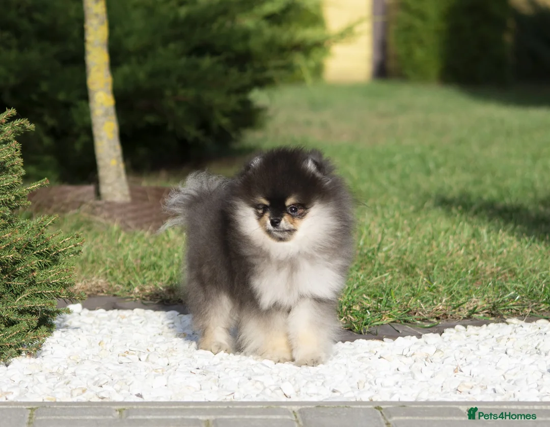 Pomeranian dogs for stud: 1.8 kg Black and Tan STUD True to type  - Advert 2