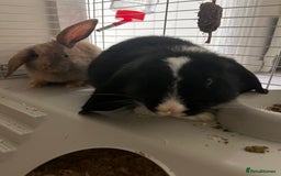 Mini Lop rabbits for sale: TWO GORGEOUS BABY MINI LOP GIRLS💖💕 - Image 1