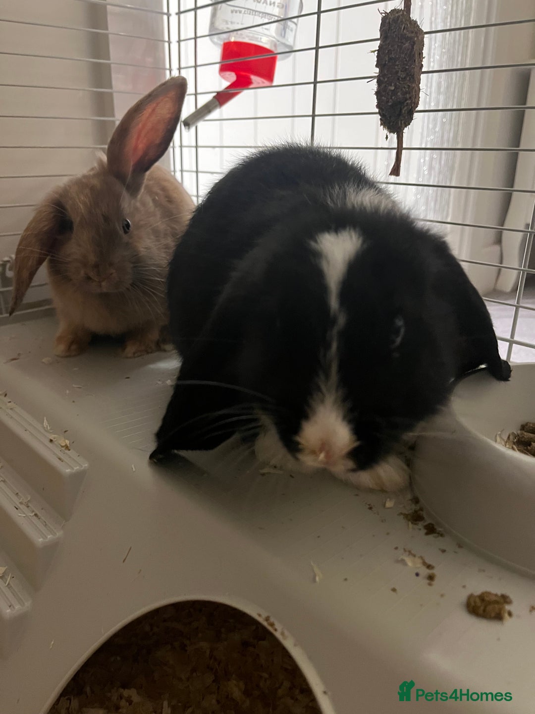 Mini Lop rabbits for sale: TWO GORGEOUS BABY MINI LOP GIRLS💖💕 - Image 1