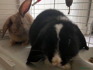 Mini Lop rabbits - Advert 2