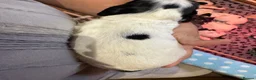English Springer Spaniel dogs for sale: Springer spaniel puppies KC registered - Advert 11
